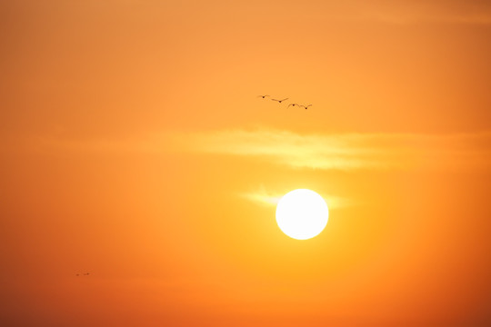 飞向阳光 向往光明 飞向太阳