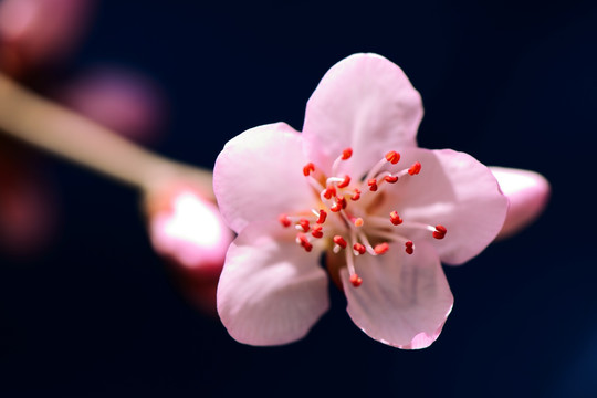 桃花 TIF高质量摄影大图