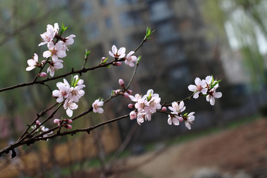 桃花