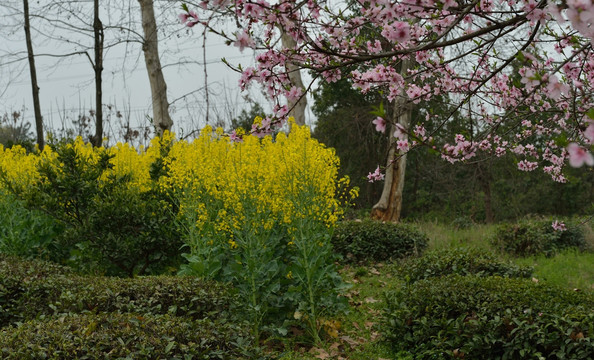 桃花