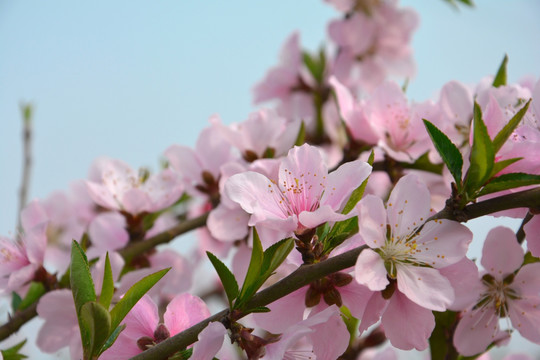 桃花