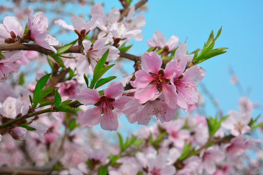 桃花