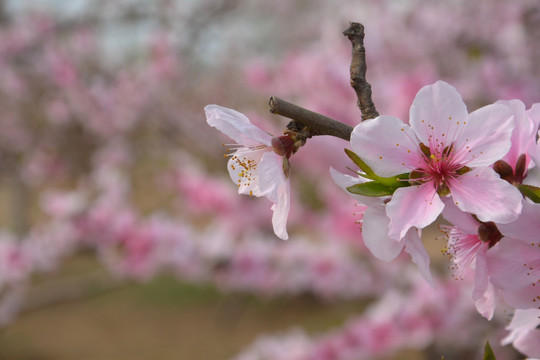 桃花