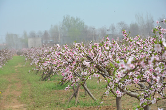 桃花