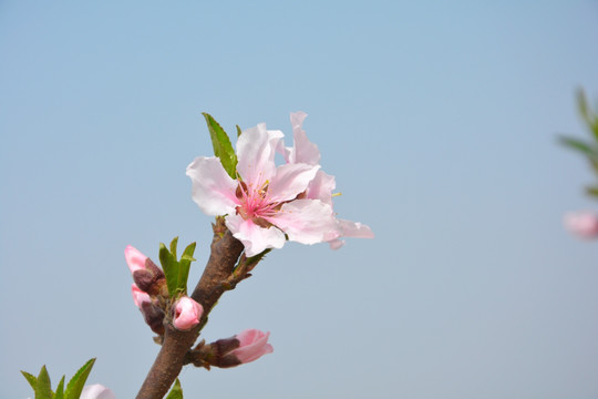 桃花