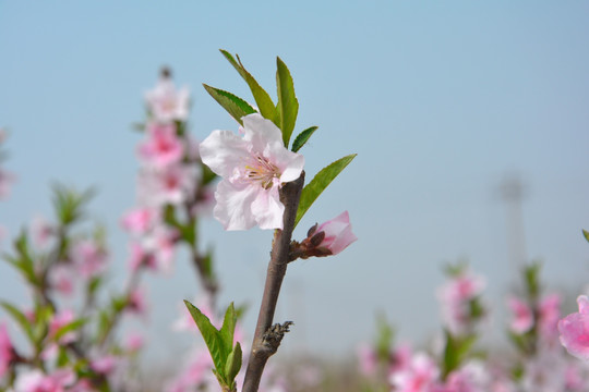 桃花韵