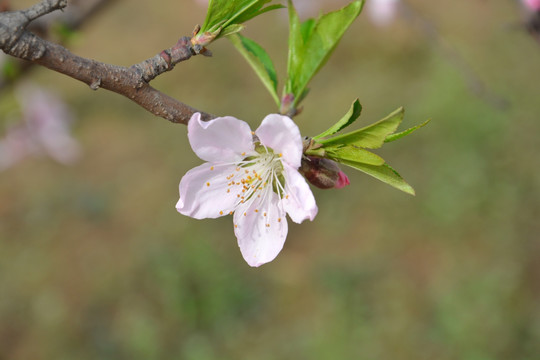 一枝花