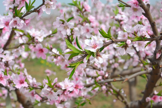 桃花树