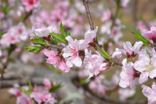 桃花