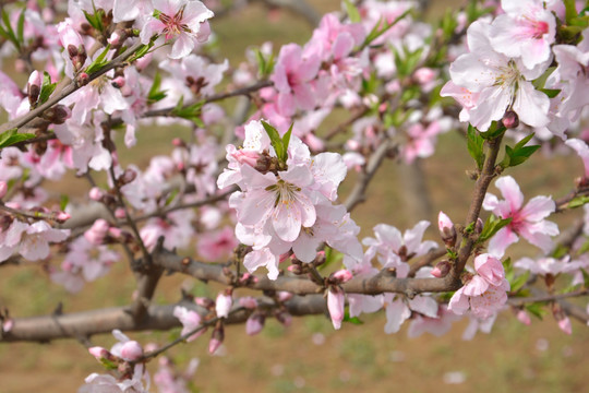 桃花