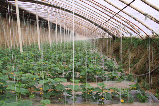 日光温室黄瓜生产