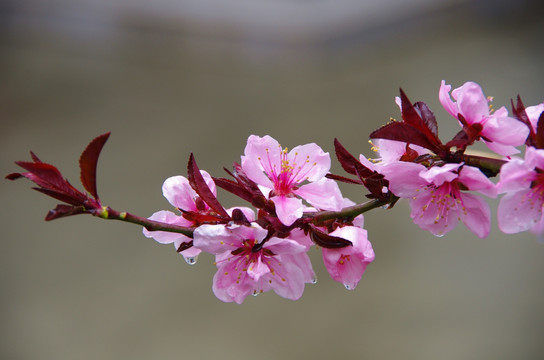 一枝桃花