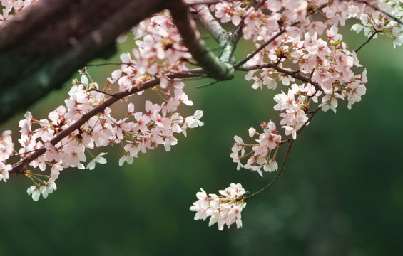 樱花 花卉 植物 小白花