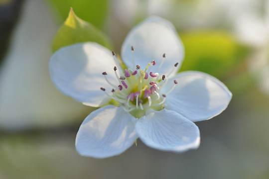 梨花 梨树 梨园 花 花果 果