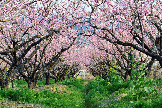 桃花 盛开 春天 粉红 艳丽