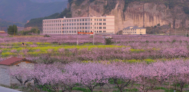 桃花 盛开 春天 粉红 艳丽