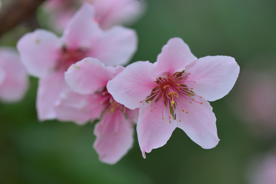 桃花 盛开 春天 粉红 艳丽