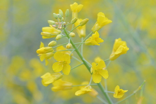 油菜花 花 春光 田园风光 春