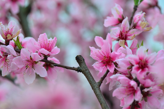 桃花