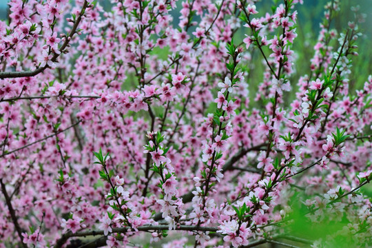 桃花 桃花园 花 花源 果树