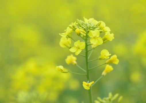 油菜花 黄花 春天 春色 春花