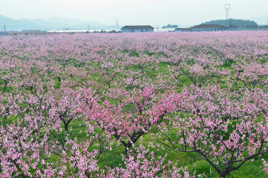 桃花园 桃花源 桃花 花 粉色