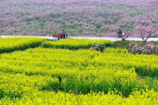 油菜花 桃花