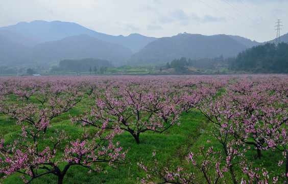 桃花园 桃花源 桃花 花 果树