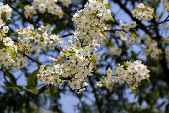 梨树花枝