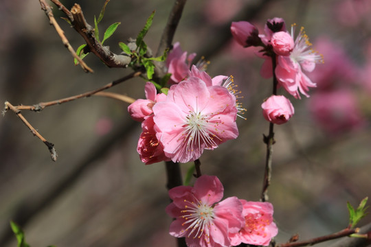 桃花