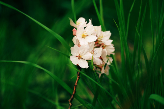 草地樱花