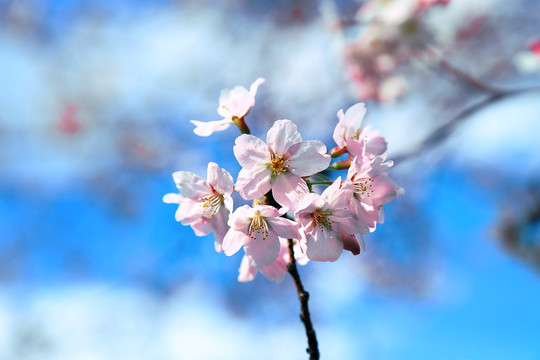 粉白色樱花