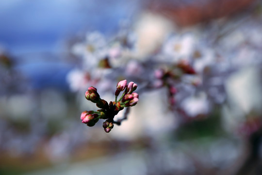 樱花花苞