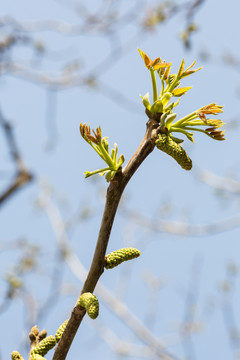 新芽