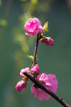 桃花