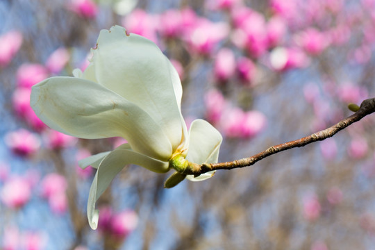 玉兰花