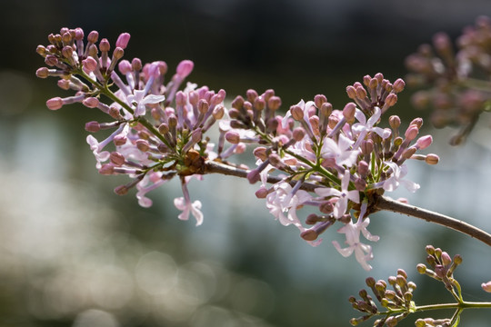 丁香花