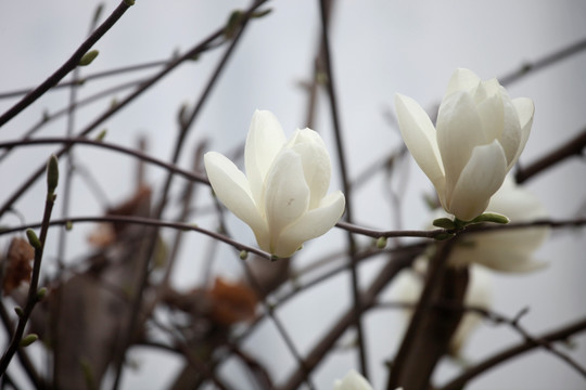 白玉兰花