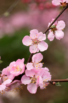 桃花 花蕊特写