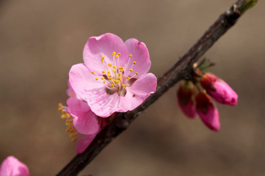 桃花 花蕊特写