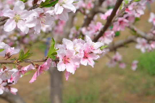 桃花