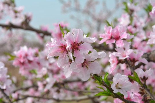 桃花