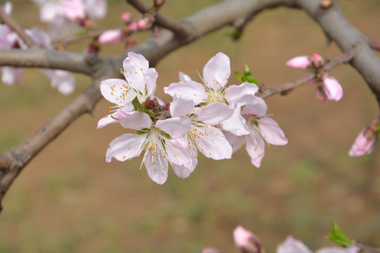 桃花树