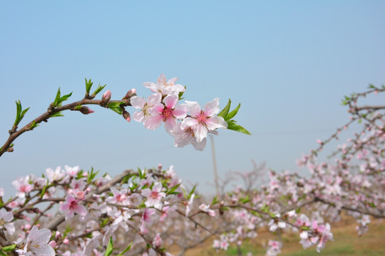 桃花树