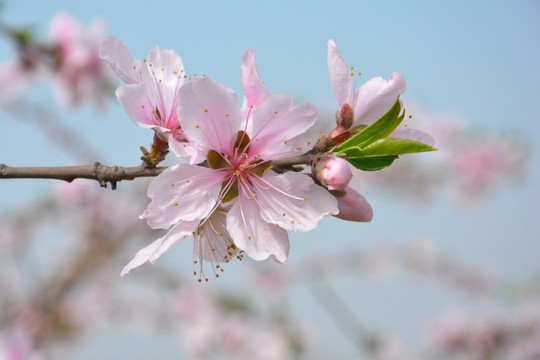 桃花枝