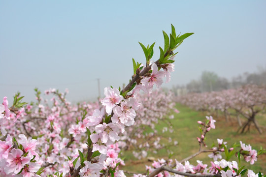 桃花枝