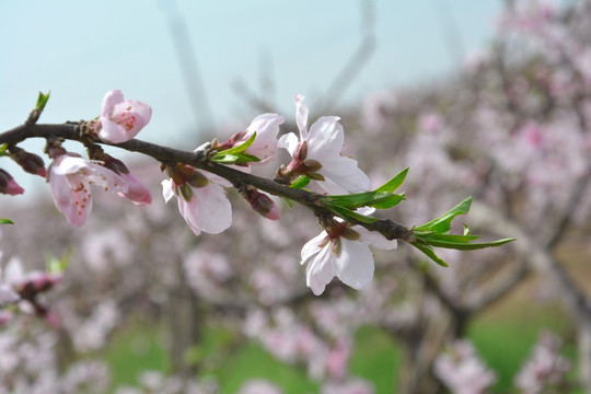 桃花枝