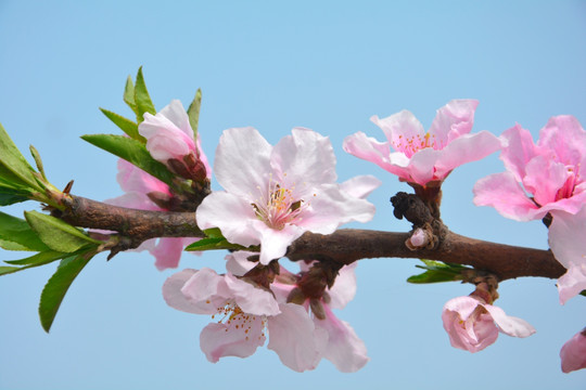 桃花枝