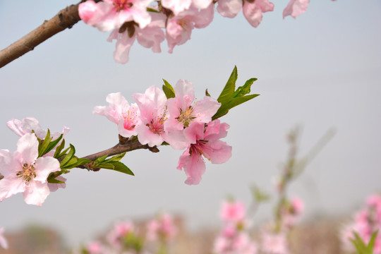 桃花树