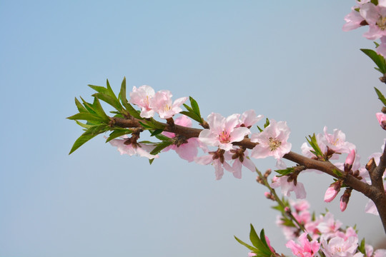 桃花枝